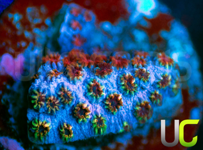 WWC Skittles Bomb Cyphastrea