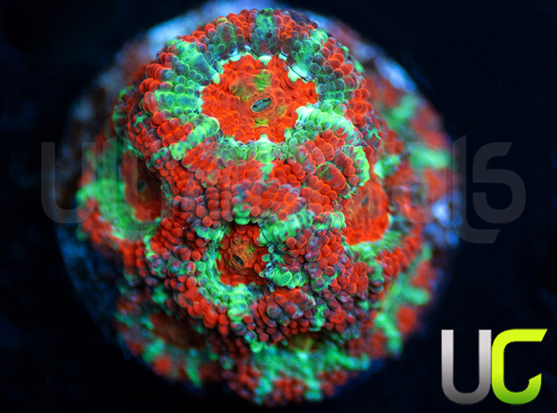 UC Def Leppard Micro Amakusensis