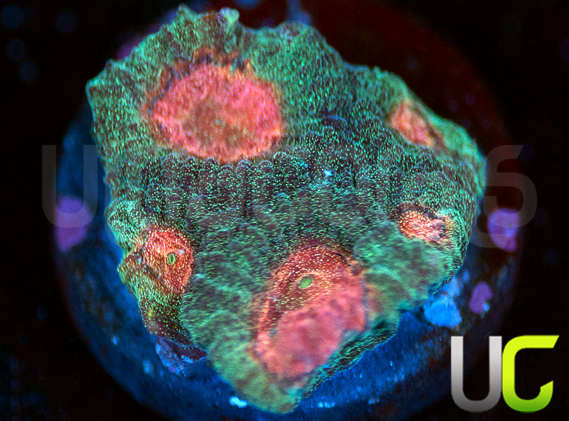 UC Ponderosa Peach Favia