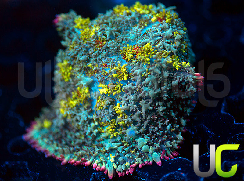 VA Blue Balls Mushroom