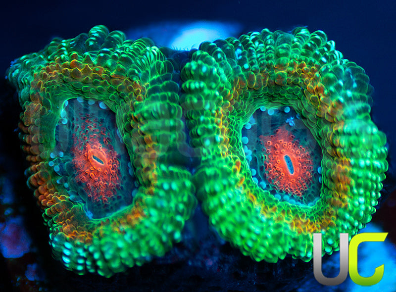 UC Bridesmaids Micro Amakusensis