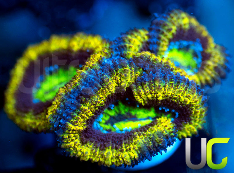 UC Reverse Mardis Gras Micro Lord