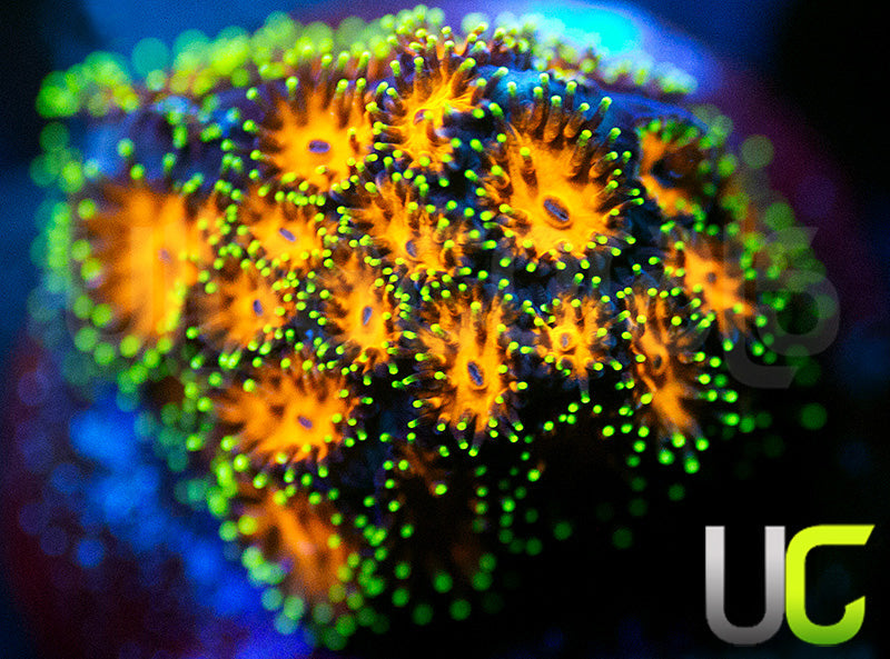 UC Lightning Tip Leptastrea