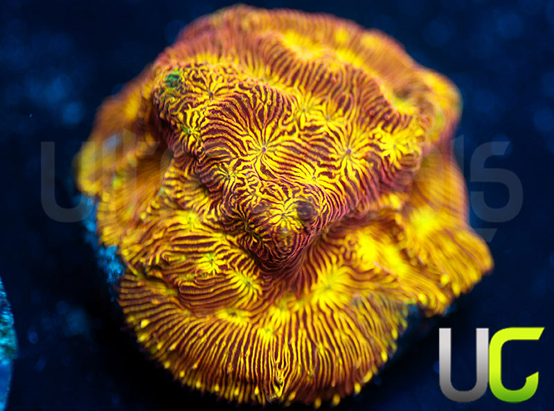 UC Sun Goddess Lepto