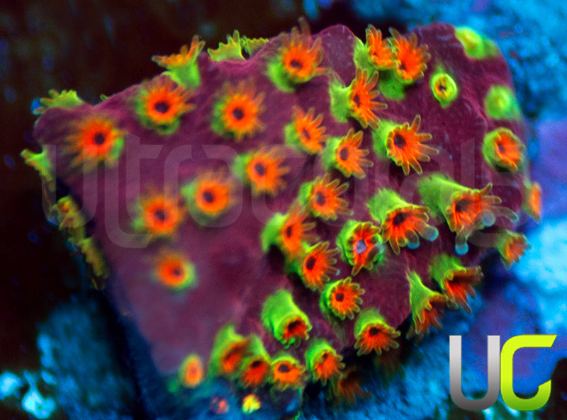 WWC Looney Tunes Stylo