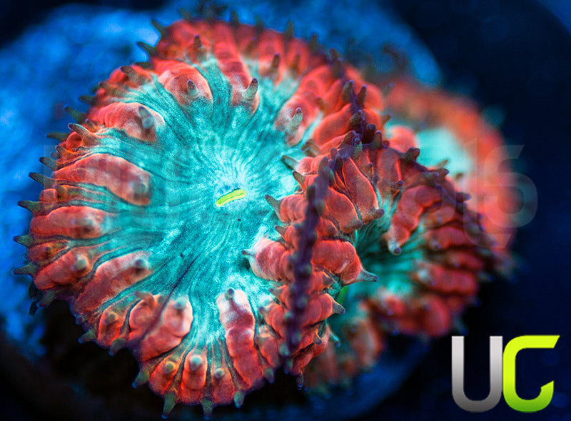 UC Home Stretch Blastos