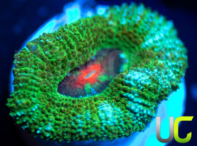 New Release: UC Bridesmaid Micro Amakusensis