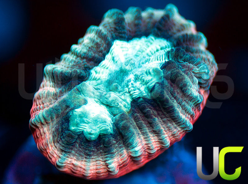 UC Ultimate Edge Favia