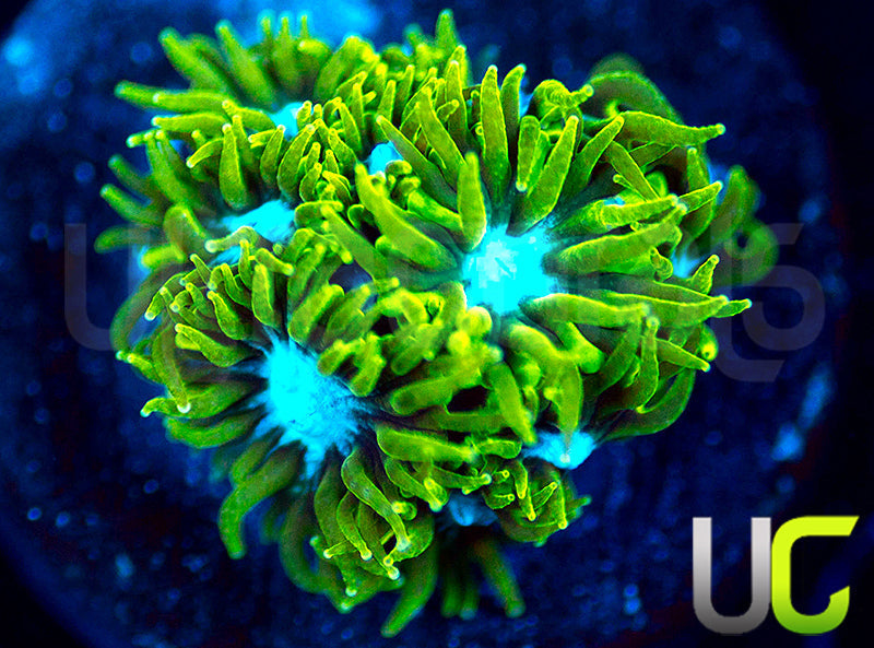 UC Blue Eyed Girl Leptastrea
