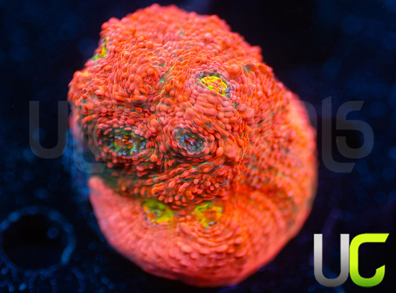 Pink Boobies Chalice