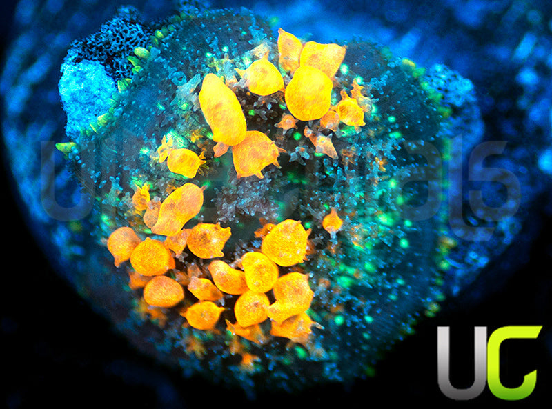 Sunkist Bounce Mushroom