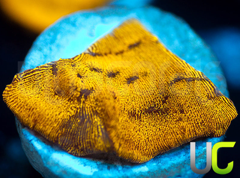 UC Golden Dragon Lepto