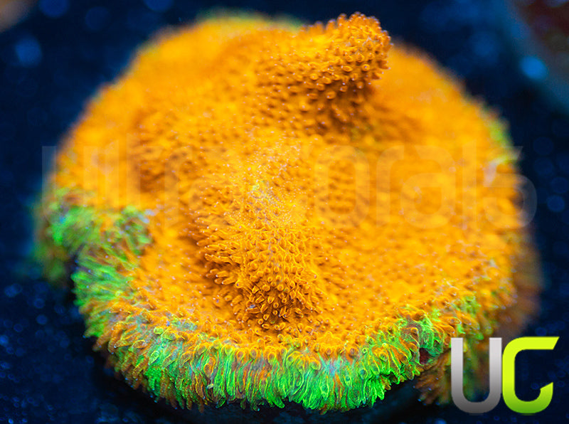 Watermelon Psammocora