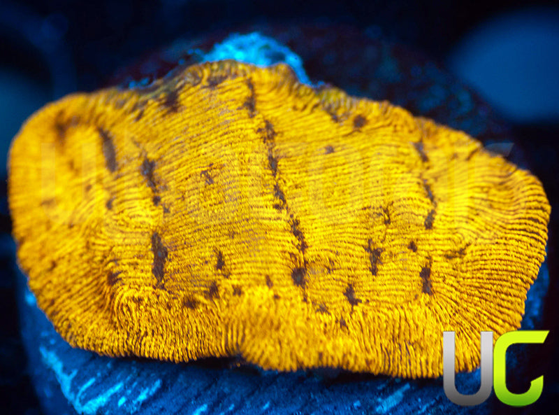 UC Golden Dragon Lepto