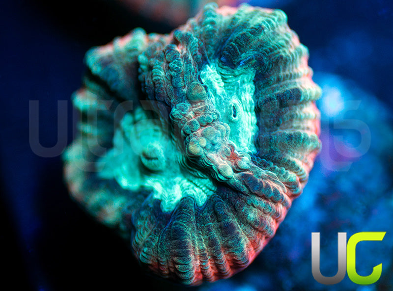 UC Ultimate Edge Favia