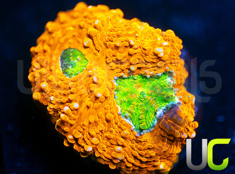 OG Pumpkin Patch Acan Echinata