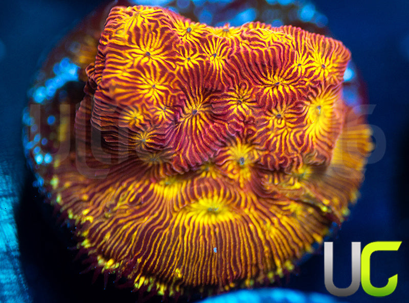 UC Sun Goddess Lepto