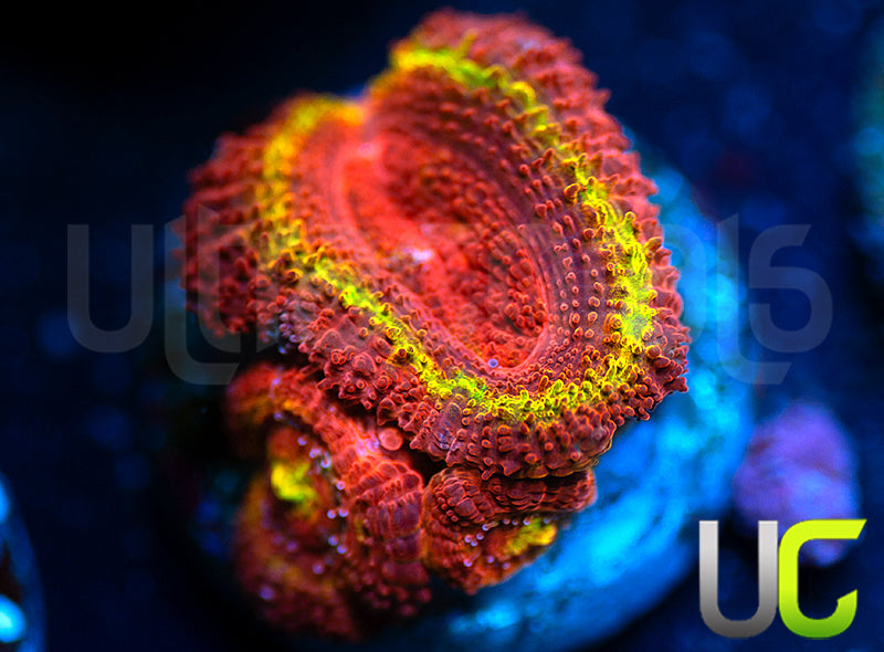 Ketchup and Mustard Micro Lord