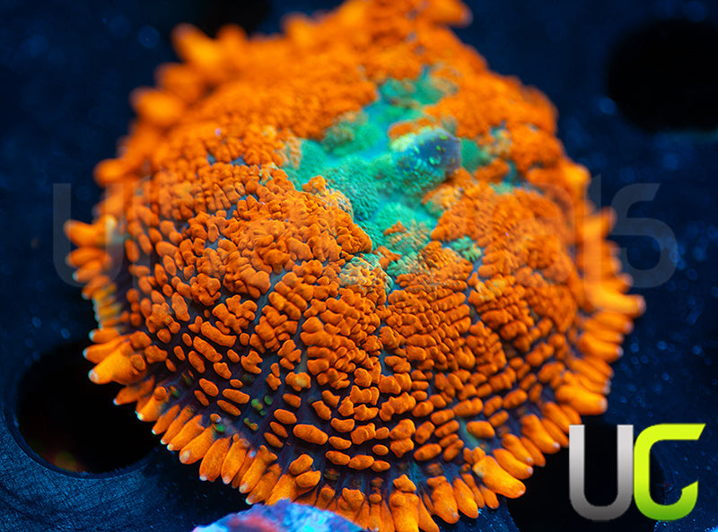 UC Daydream Mushroom