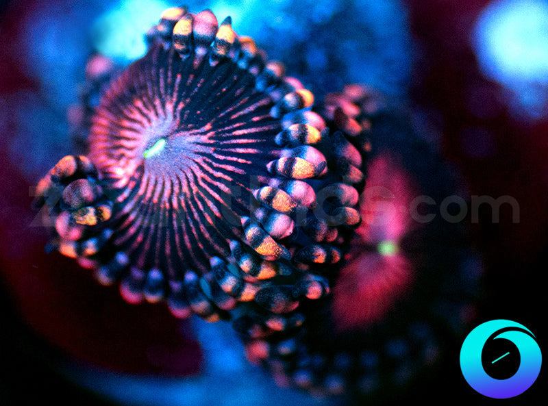 Pink Galaxy