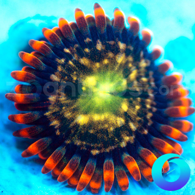 Entropy Zoanthids
