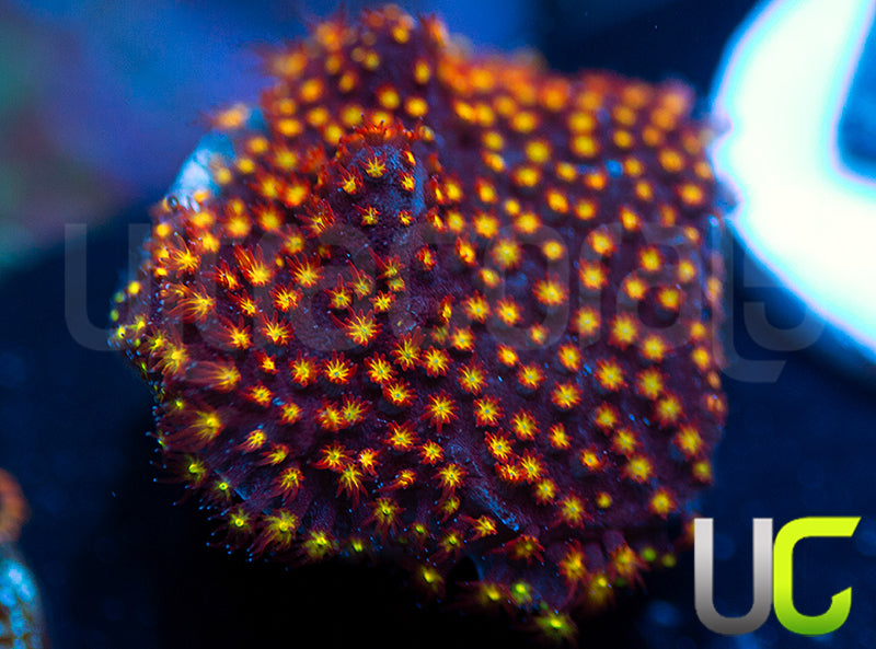 UC Flamethrower Stylo