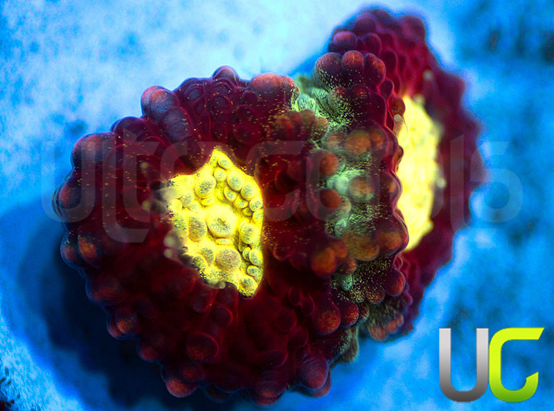 UC Strobe Light Favia