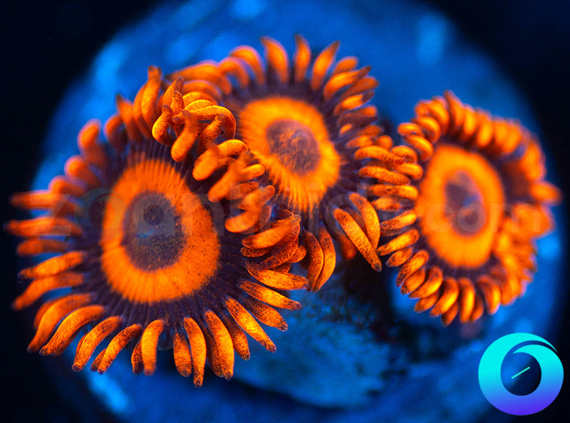 Oxides