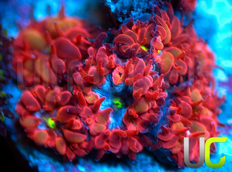 UC Blue Raven Blastos