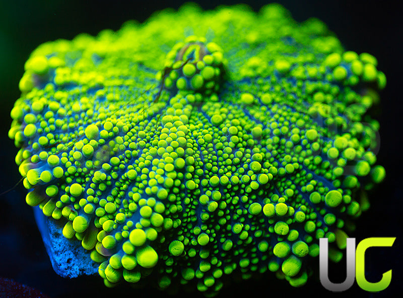 UC Green Lantern Yuma Ricordea