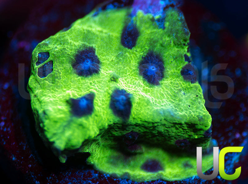 CB Master PPE Cyphastrea