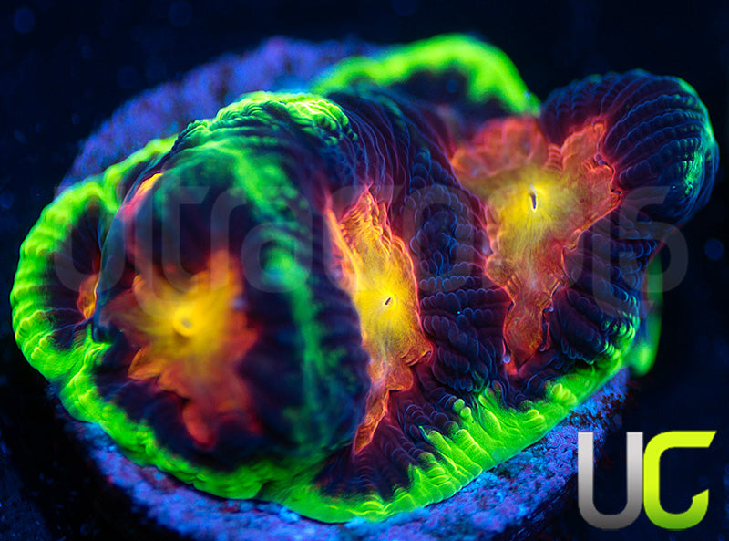 UC Ring Leader Favites