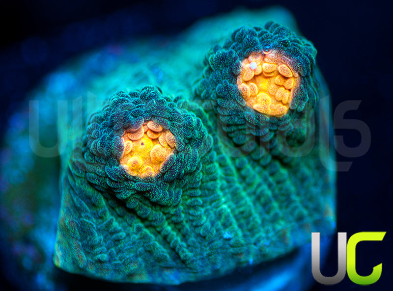 NEW RELEASE: UC Empire Chalice