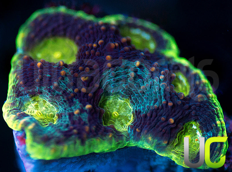 UC Voltage Echinata