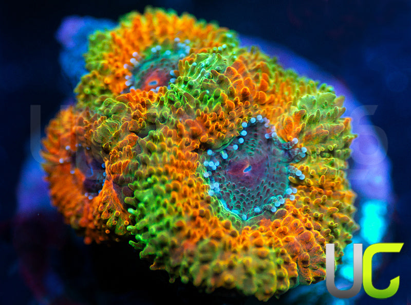 UC Bridesmaid Micro Amakusensis