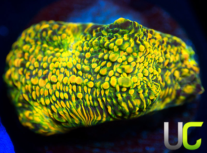 WWC Stellaria Chalice