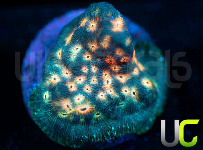 UC Plutonium Lepto