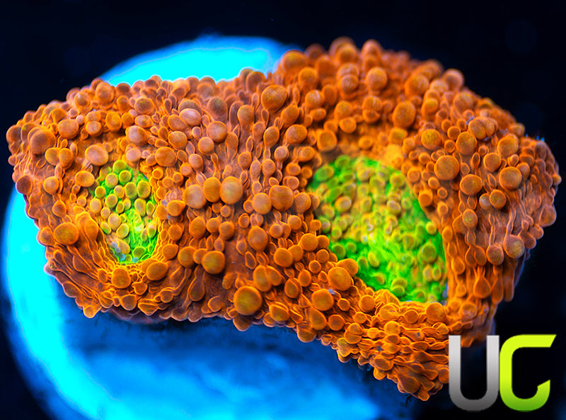 NEW RELEASE: UC Lorax Acan Echinata
