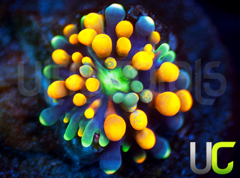 UC Orange Bubble Bouncing Florida Ricordea Baby