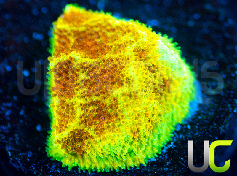 UC Wicked Ridge Psammocora