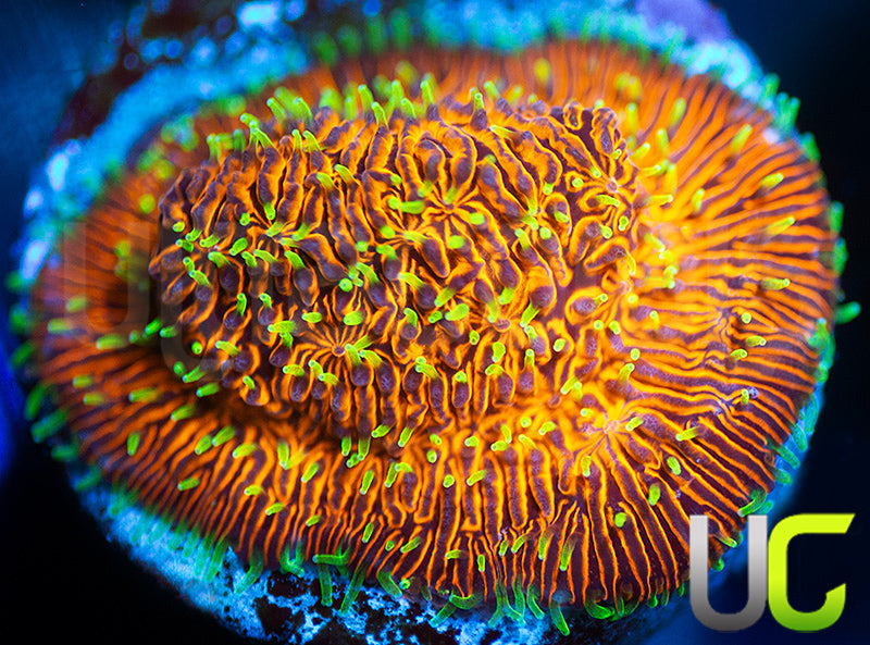 UC Fuzzy Navel Litho