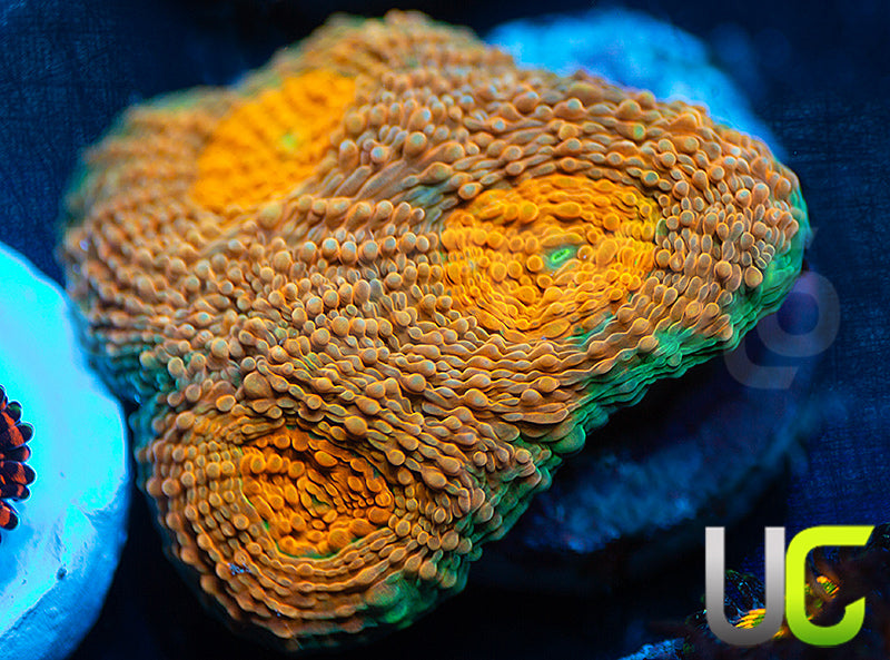 UC Liger Acan Rotundaflora