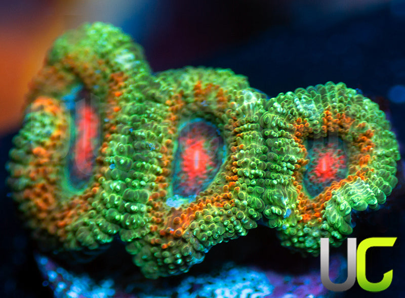 UC Bridesmaids Micro Amakusensis