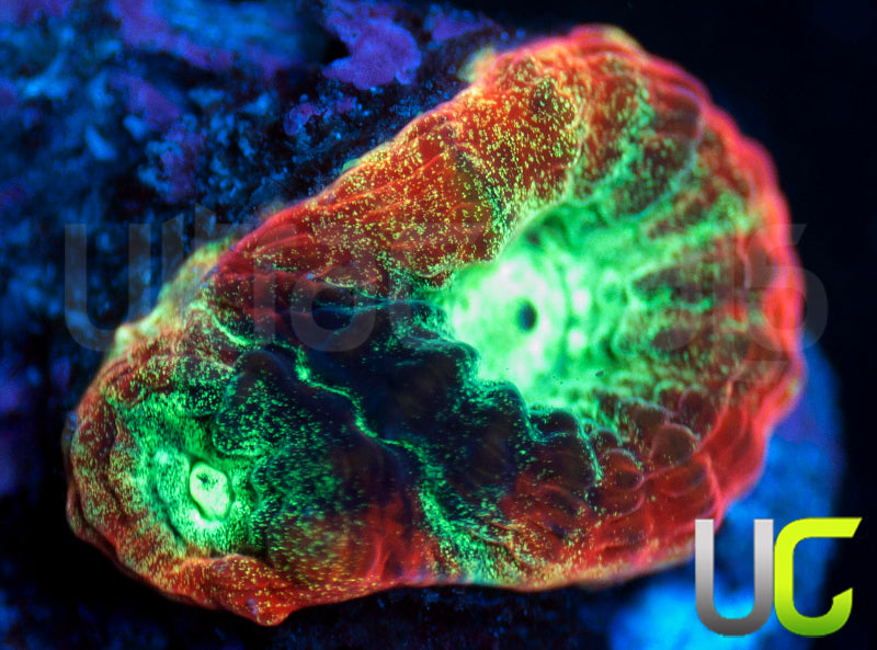 JF Psycho Rainbow Rim Favia