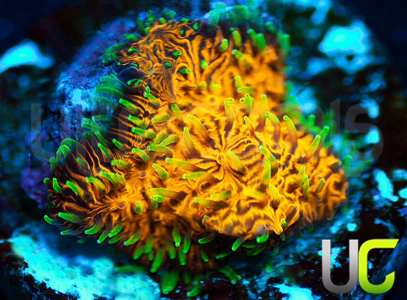 UC Fuzzy Navel Litho