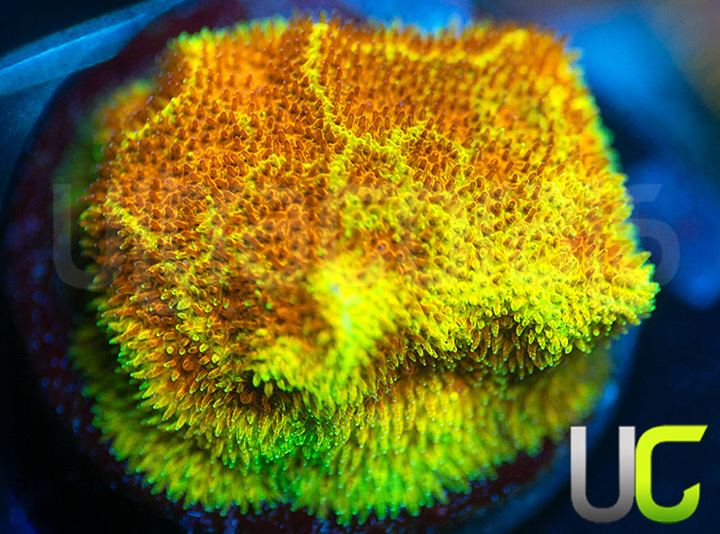 UC Wicked Ridge Psammocora