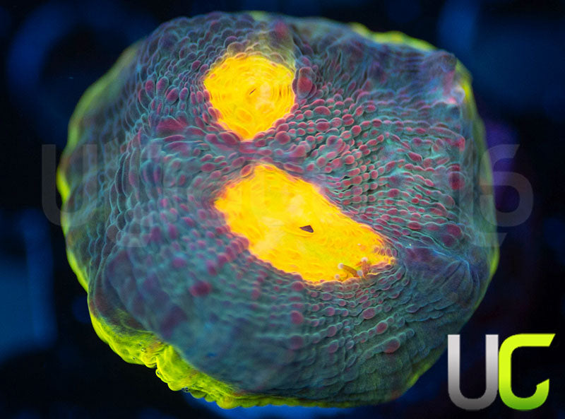 UC Purple Prince Chalice