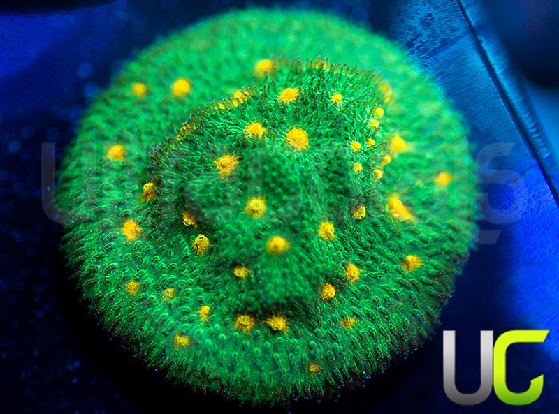 CB Smashing Pumpkins Psammocora