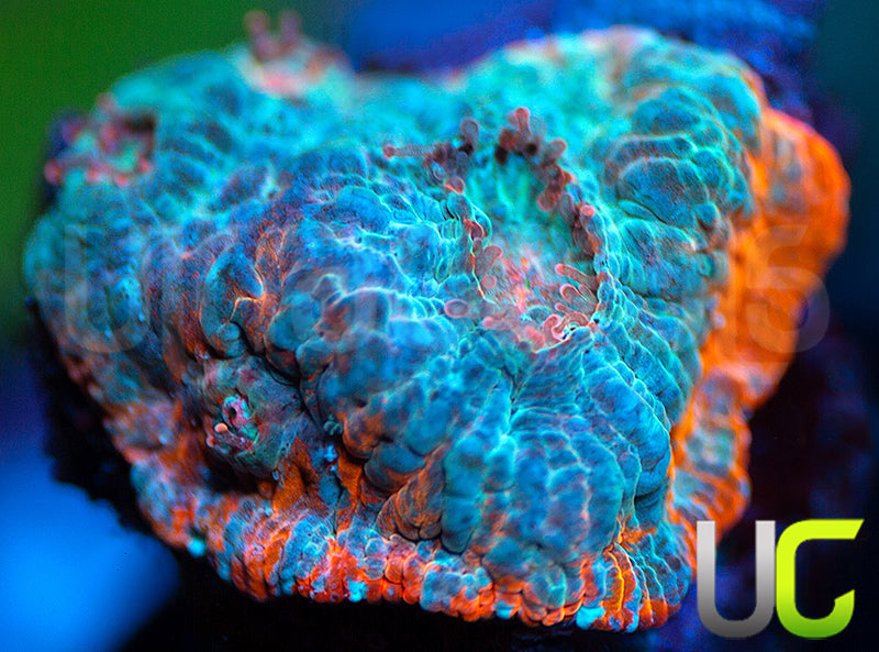 UC Holograph Chalice