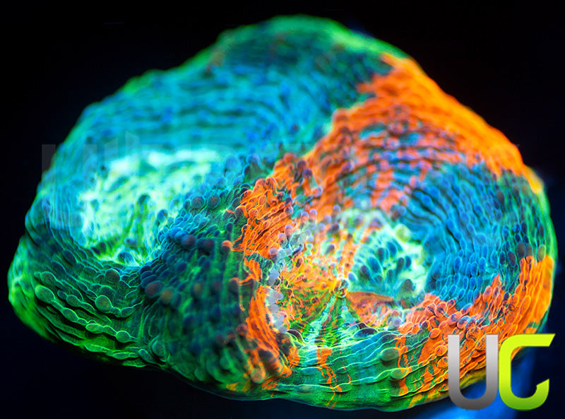UC Rainbow Acan Echinata